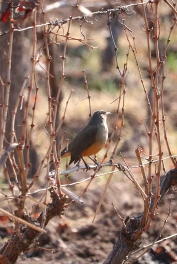 Photo of a bird in the vineyards, captured by a member of the Vineyards team using the Biodiversity Identification app on the Argentinat platform (iNaturalist) to understand their ecological contributions, including cooling, biodiversity enhancement, erosion protection, soil enrichment, and carbon capture.