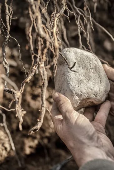 A hand holding a stone, behind nutrient-rich compost created from grape skins, stems, and organic cow and goat manure, used to fertilize vineyards with the aim of producing high-quality grapes.