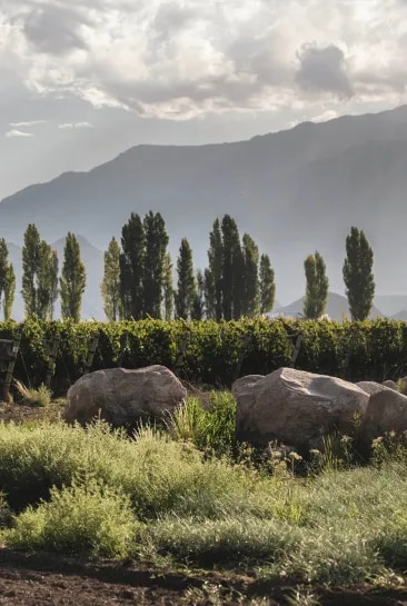 Terrazas de los Andes high-altitude vineyards in Mendoza Argentina committed to organic and regenerative viticulture, sustentability and community.