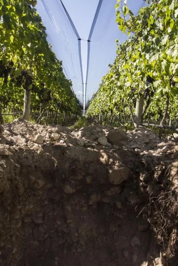 Image of a soil pit in our Gualtallary vineyard. We are conducting a two-year study on 40 vineyard soils in collaboration with UNSL to discover (PGPR). This research represents a transformative step towards sustainable viticulture, where these microorganisms enhance vineyard health and reduce dependence on chemicals, promoting a more ecological era in the wine industry and protecting our beloved grapes.