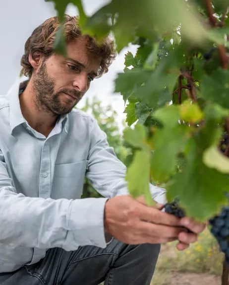 Un hombre cosechando uvas tintas de Mendoza en un viñedo de altura