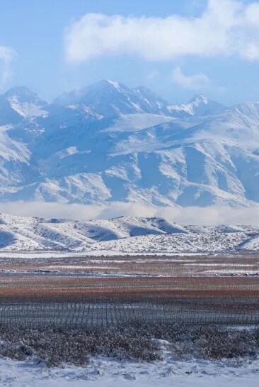 High-altitude Terrazas de los Andes Mendoza malbec vineyard with snowed Andes mountains at the back