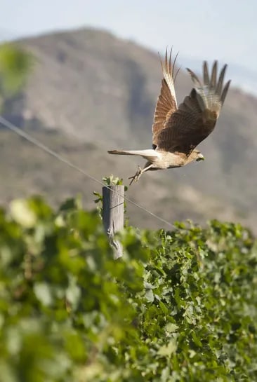 Una gran ave sobrevolando un viñedo de altura de uvas tintas en Mendoza, con los Andes de fondo