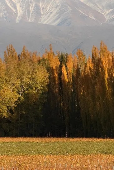 Vista panorámica de un viñedo de altura en Mendoza