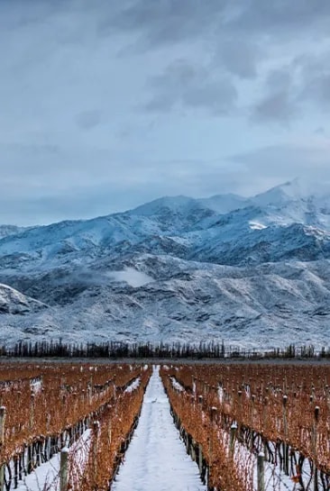 Vista panorâmica de uma vinha de altitude em Mendoza