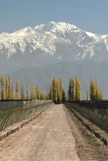 Panoramic view of a high-altitude vineyard in Mendoza