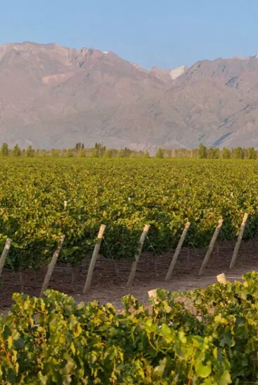 Panoramic view of Los Peruanos: a high-altitude vineyard from Terrazas de los Andes in Mendoza