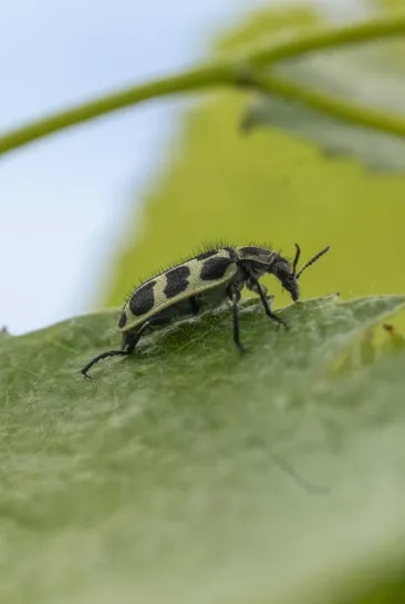 Fotografía de insecto polinizador tomada por el equipo de investigación del INTA llevando a cabo muestras de insectos y vegetación en la finca Caicayén, para evaluar la importancia de la vegetación nativa en la conservación de la biodiversidad y su impacto en la distribución de insectos.