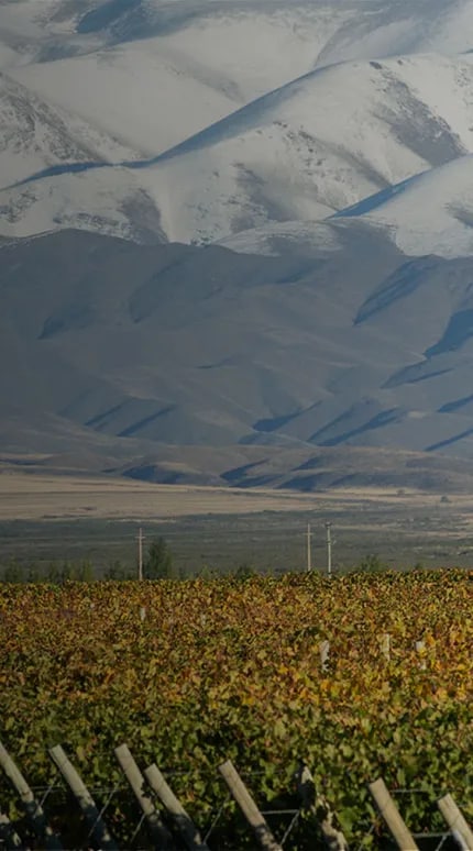 Imagen panorámica de un viñedo Malbec de altura de Terrazas de los Andes con vista a la cordillera de los Andes, ya que hemos sido premiados con dos galardones en los Drinks Business Green Awards, en formato de escritorio.
