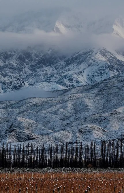 Viñedo de altura de uvas Malbec de Terrazas de los Andes en Mendoza con fondo de montañas de los Andes nevadas