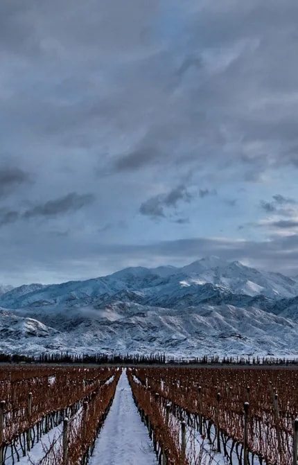 High-altitude Terrazas de los Andes Mendoza malbec vineyard with snowed Andes mountains at the back