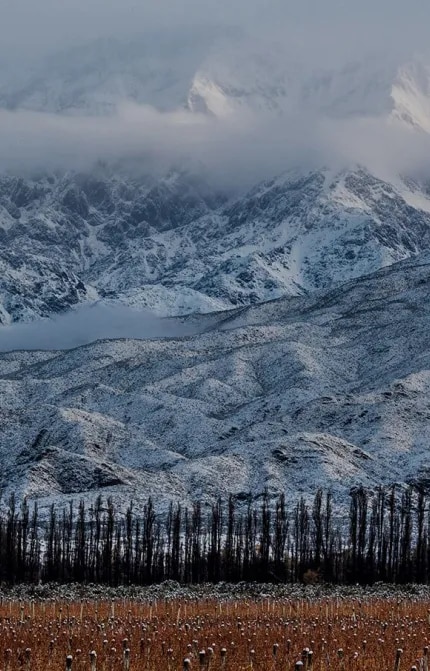 Vinha de altitude de uvas Malbec de Terrazas de los Andes em Mendoza com um fundo de montanhas dos Andes cobertas de neve