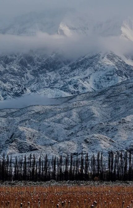 Vinha de altitude de uvas Malbec de Terrazas de los Andes em Mendoza com um fundo de montanhas dos Andes cobertas de neve.