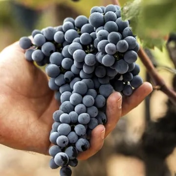 A cluster of red vine Malbec grape in the High altitude Vineyards of Terrazas de los Andes