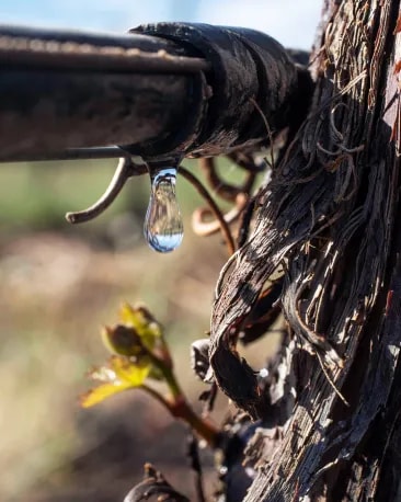 Drop of water. Water opmitization throug drip irrigation system in Terrazas de los Andes high-altitude vineyards. 