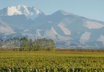 Panoramic view of a high-altitude vineyard of Terrazas de los Andes in Mendoza 