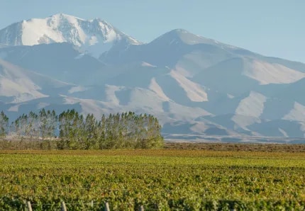 Panoramic view of a high-altitude vineyard of Terrazas de los Andes in Mendoza 