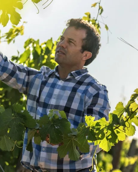 A man harvesting red wine grapes from Mendoza in a high-altitude vineyards 