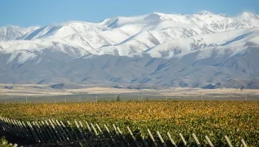 Panoramic image of Terrazas de los Andes high-altitude Malbec vineyard with the Andes mountain view